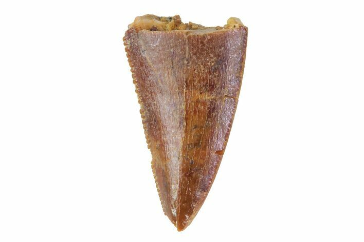 Bargain, Serrated Raptor Tooth - Morocco #72659